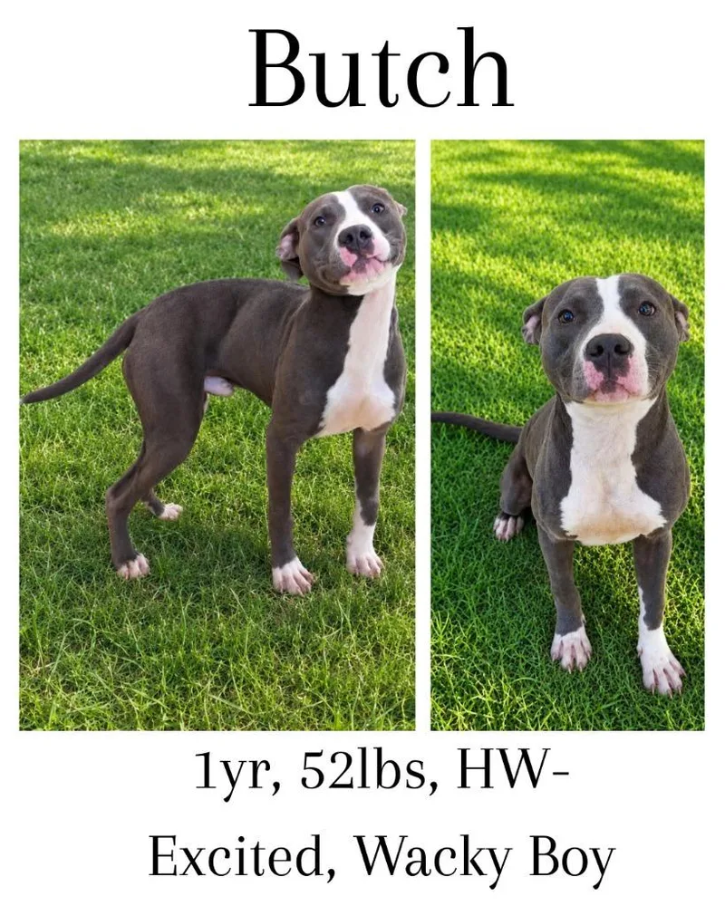 Butch