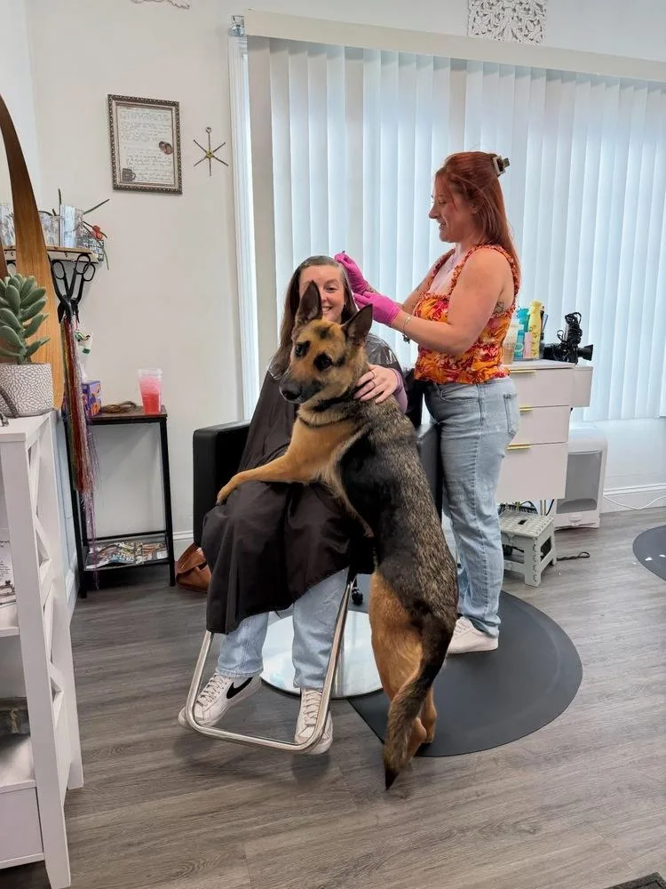 An adult medium-sized female Brown / Chocolate Shepherd dog named Peanut for adoption in Windsor Locks, CT