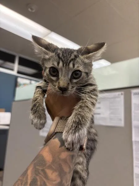 A baby medium-sized male Domestic Short Hair cat named Cody for adoption in Victorville, CA