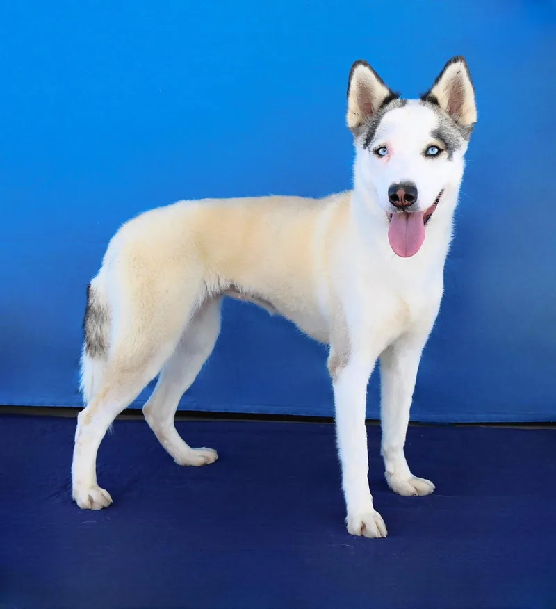 A young medium-sized female Siberian Husky dog named Luna for adoption in Pasadena, CA