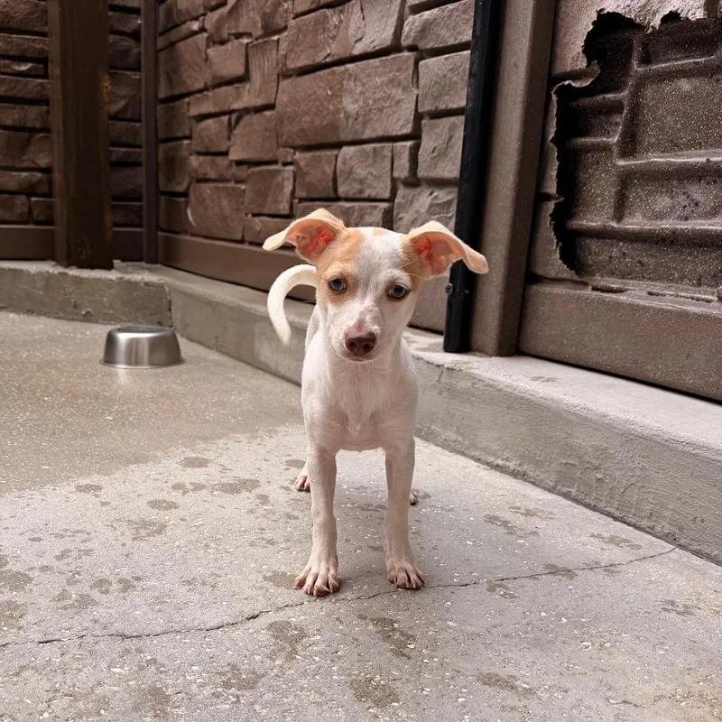A baby small-sized female White / Cream Chihuahua dog named Pebbles for adoption in LOXAHATCHEE, FL