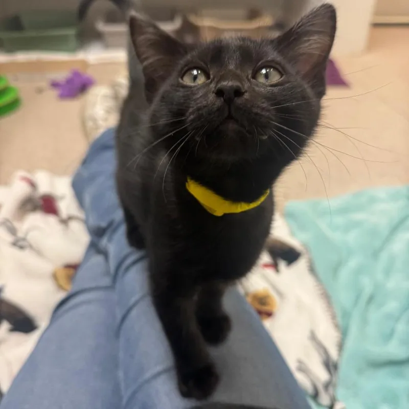 A baby small-sized male Black Domestic Short Hair cat named Mint Chocolate Chip for adoption in Buellton, CA