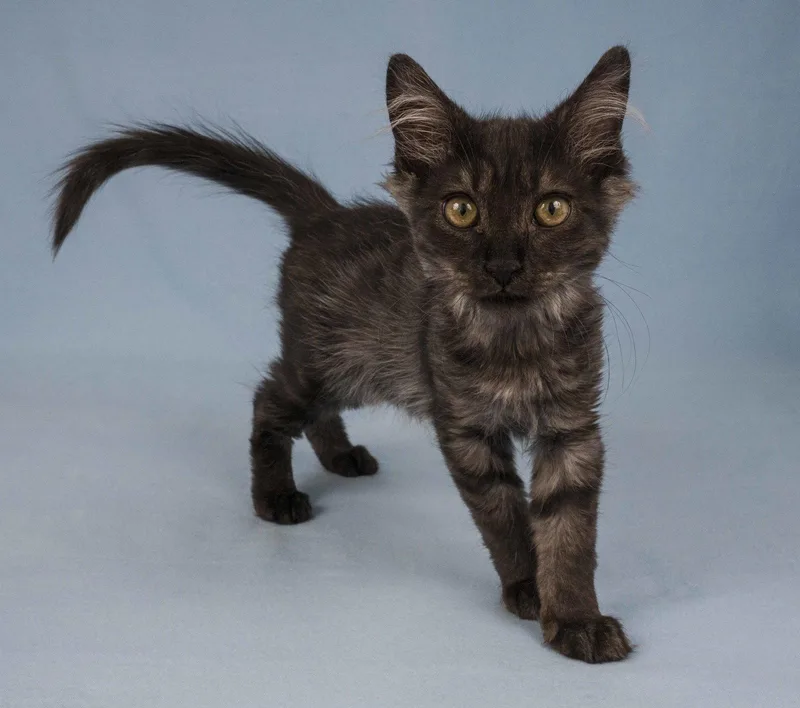 A young medium-sized male Domestic Long Hair cat named Smokey for adoption in Davis, CA