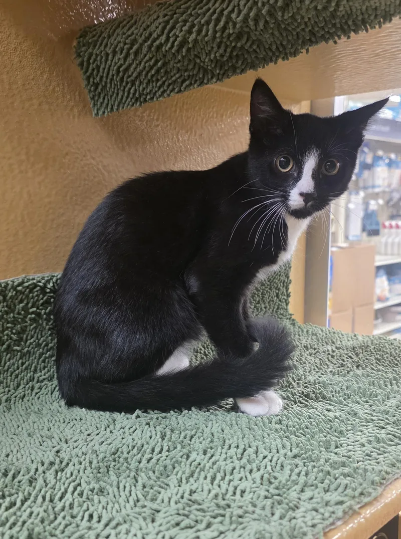 Mateo at Petsmart North