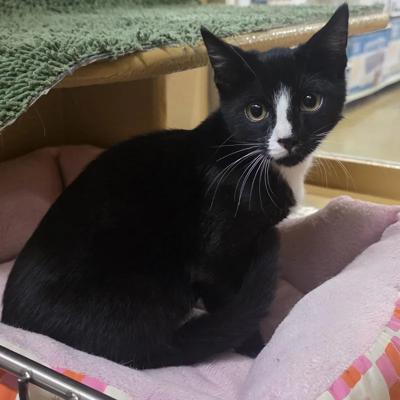 Mateo at Petsmart North thumbnail 3