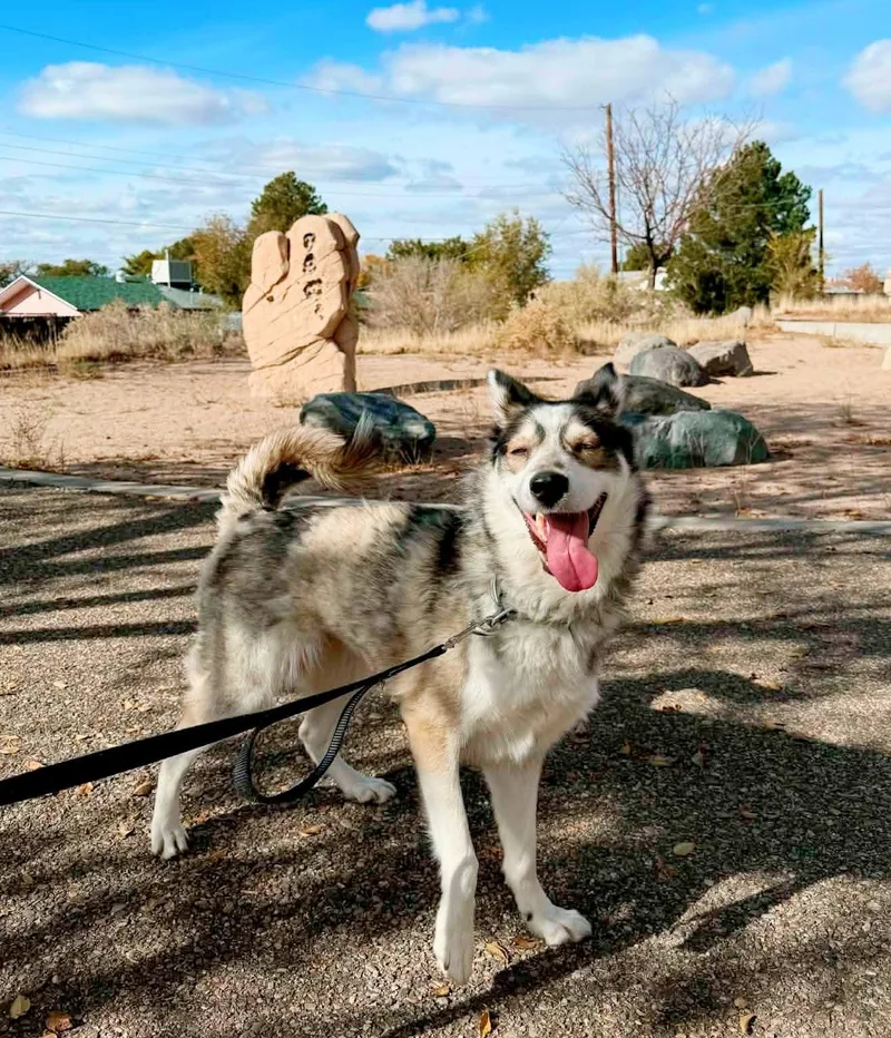An adult medium-sized female Husky dog named Lolspirit for adoption in Billings, MT