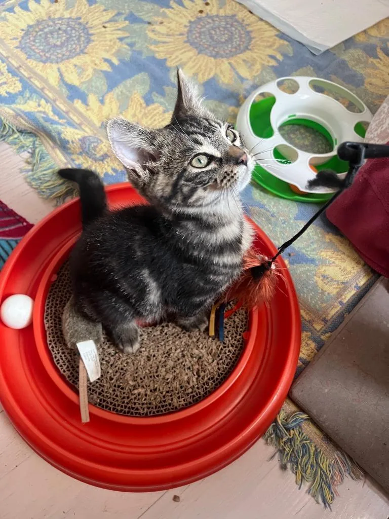 A baby small-sized male Domestic Short Hair cat named Moon for adoption in Wintersville, OH