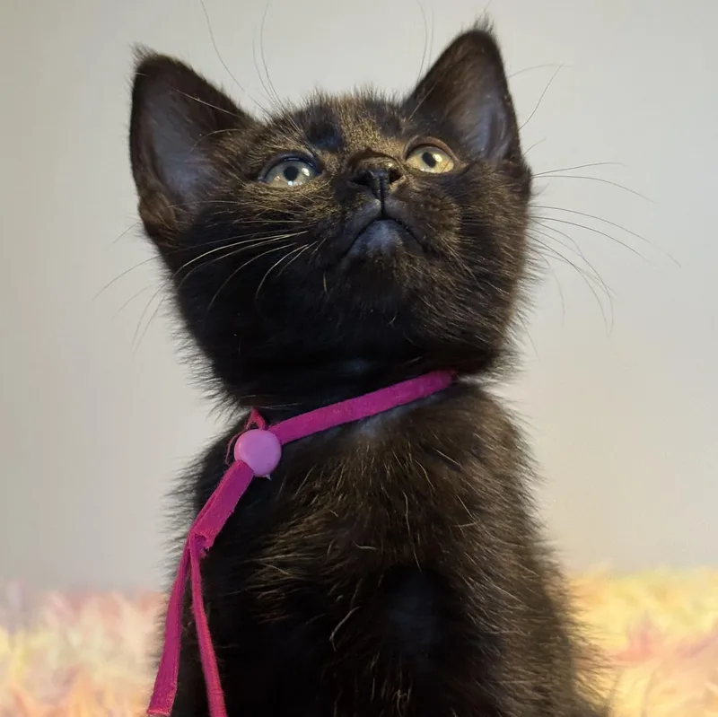 A baby medium-sized female Black Domestic Short Hair cat named Padme for adoption in Wilsonville, OR