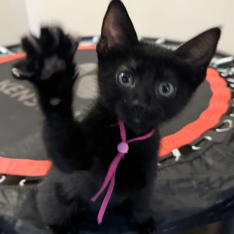 Padme thumbnail 4