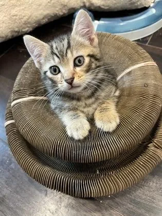A baby small-sized male Domestic Short Hair cat named Ace for adoption in Annapolis, MD