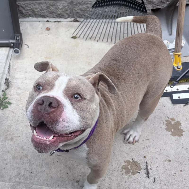 An adult large-sized male Yellow / Tan / Blond / Fawn Mixed Breed dog named Aslan for adoption in Pittsburgh, PA