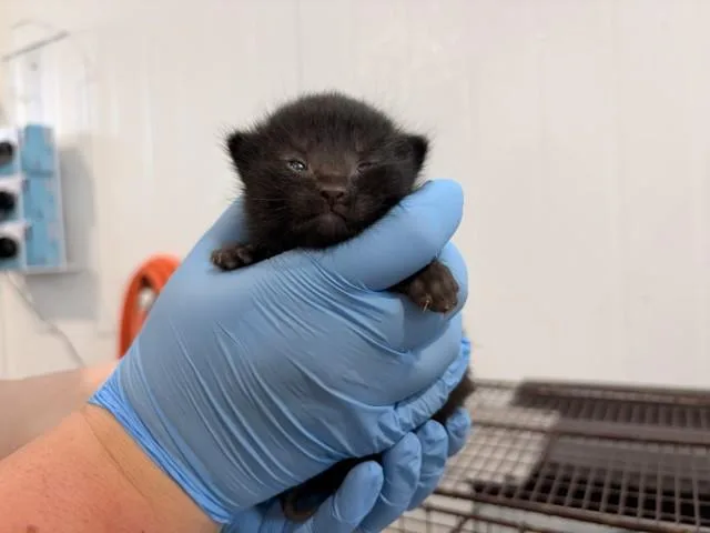 A baby small-sized female Domestic Long Hair cat named Sandra for adoption in San Bernardino, CA
