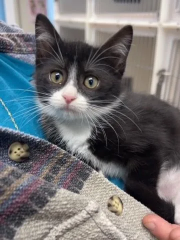 A baby small-sized female Domestic Short Hair cat named Doralee for adoption in Hollister, CA