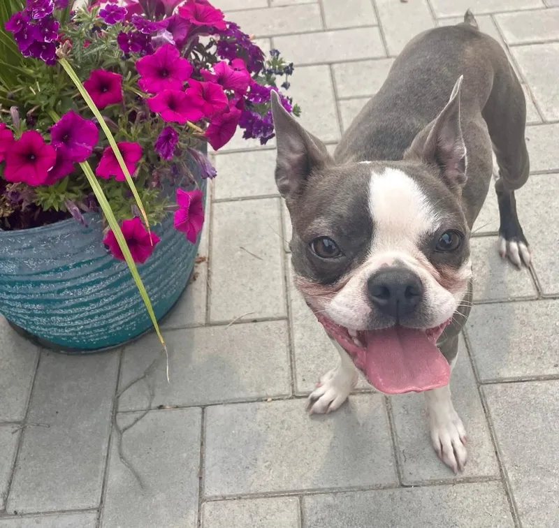 A young small-sized female White / Cream Boston Terrier dog named Ellie in CO for adoption in Elkhorn, NE