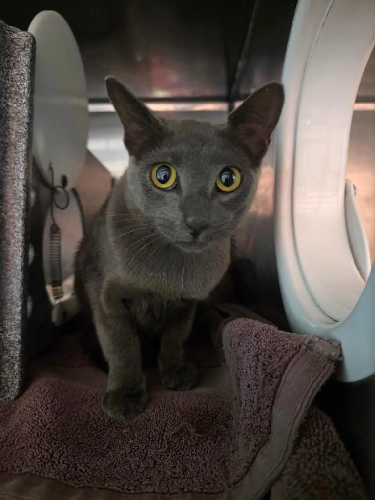 A young medium-sized female Domestic Short Hair cat named Mittens for adoption in Rockport, TX
