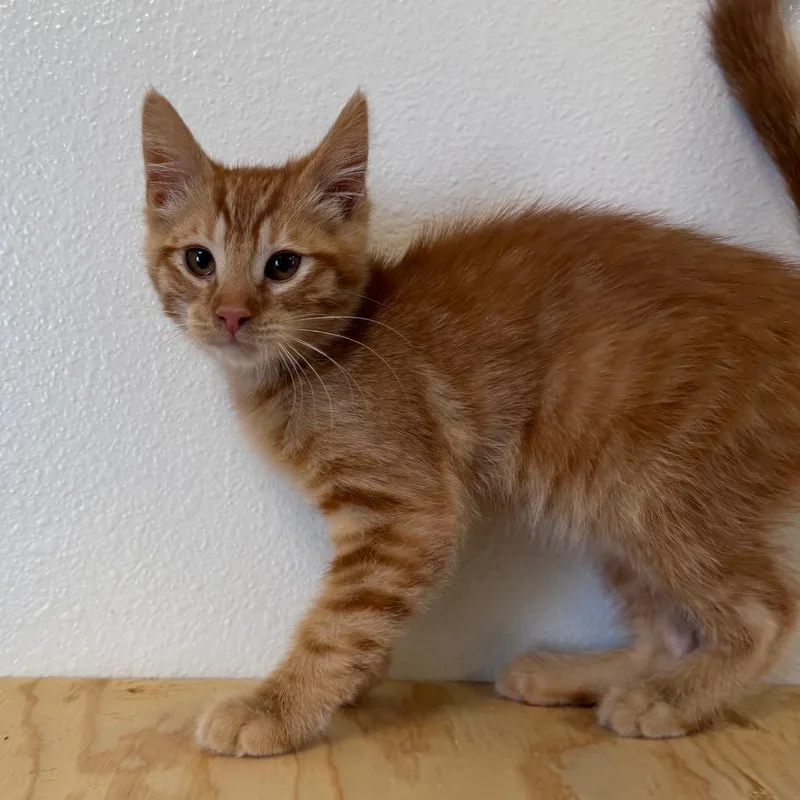 A baby small-sized male Orange / Red Domestic Short Hair cat named Danny for adoption in Cody, WY