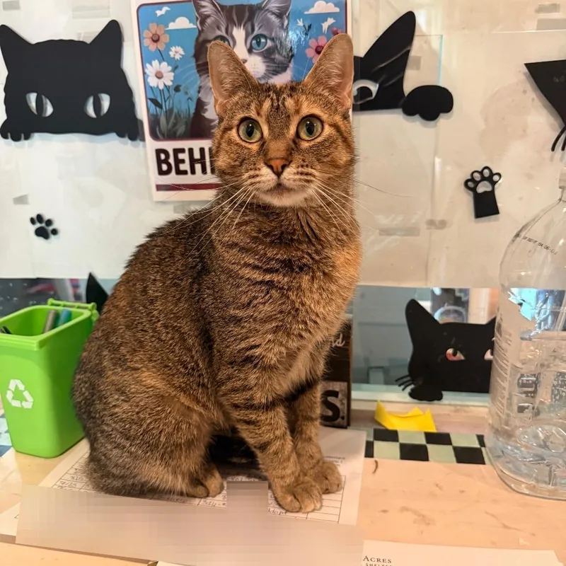 An adult medium-sized female Brown / Chocolate Domestic Short Hair cat named Cashmere for adoption in Saint Charles, MO
