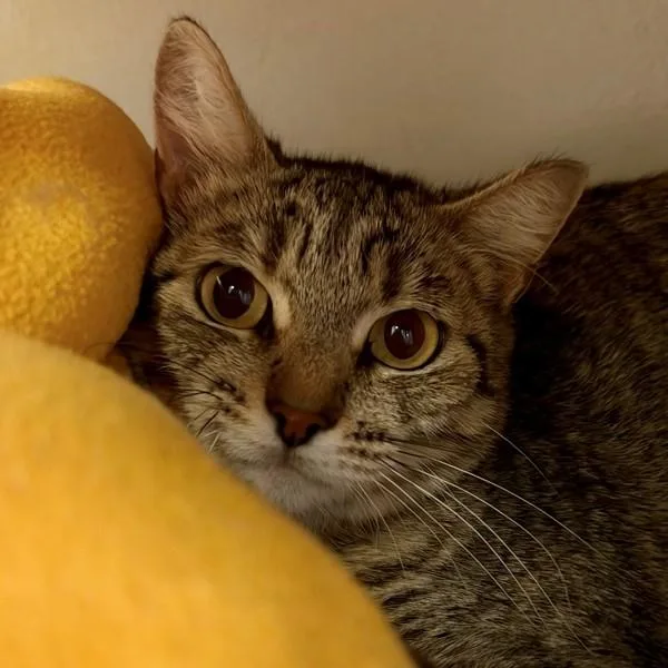A young medium-sized female Domestic Short Hair cat named Visor for adoption in Walnut Creek, CA