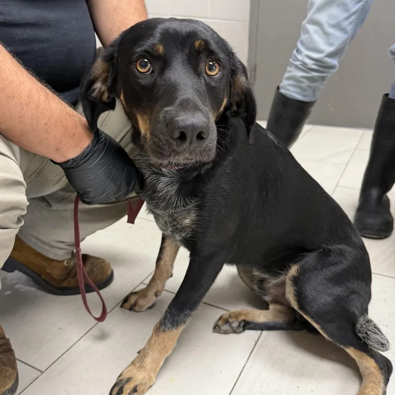 A young medium-sized male Black Bluetick Coonhound dog named Mush for adoption in Lufkin, TX