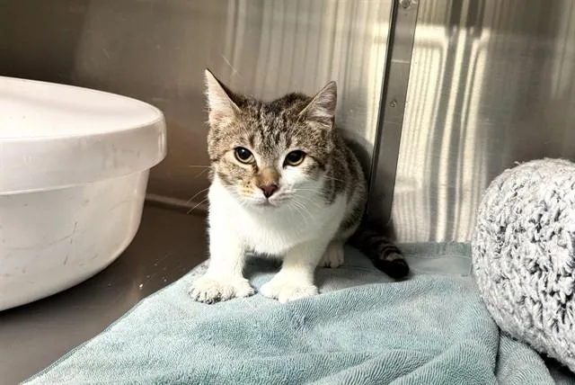 A senior medium-sized female Domestic Short Hair cat named Polly D for adoption in Santa Monica, CA