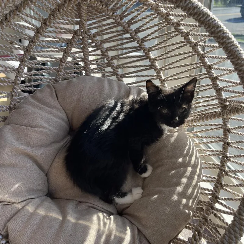 A baby small-sized female Black Domestic Short Hair cat named Dot for adoption in Pasadena , MD
