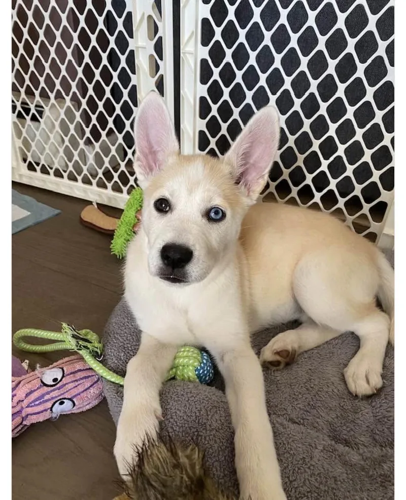 A baby medium-sized female Husky dog named Suki for adoption in Copiague, NY
