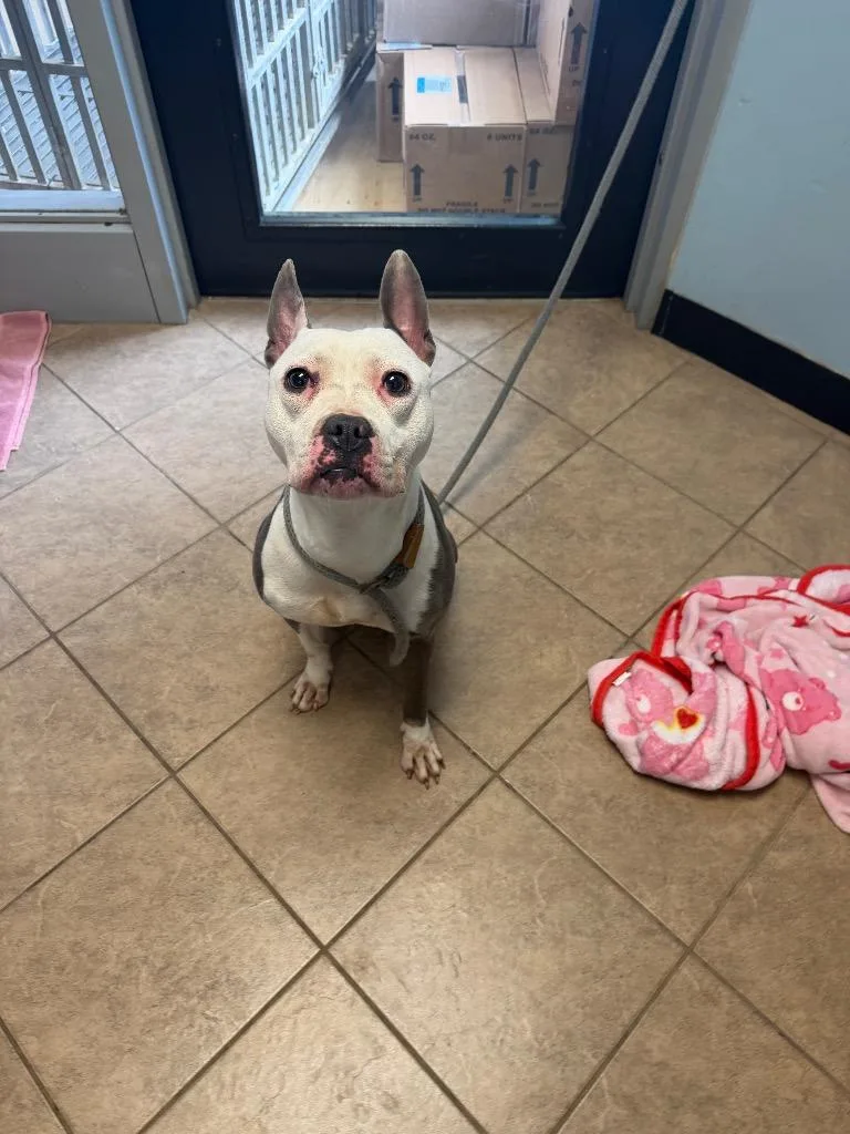 A young medium-sized female Mixed Breed dog named Piglet for adoption in Marion, OH