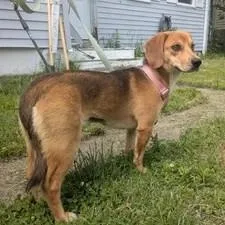 A young small-sized female Tricolor (Brown, Black, & White) Beagle dog named Daphne for adoption in Stoughton, MA
