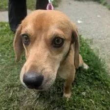 Daphne thumbnail 2
