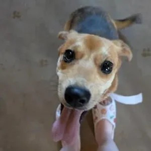 Daphne thumbnail 5