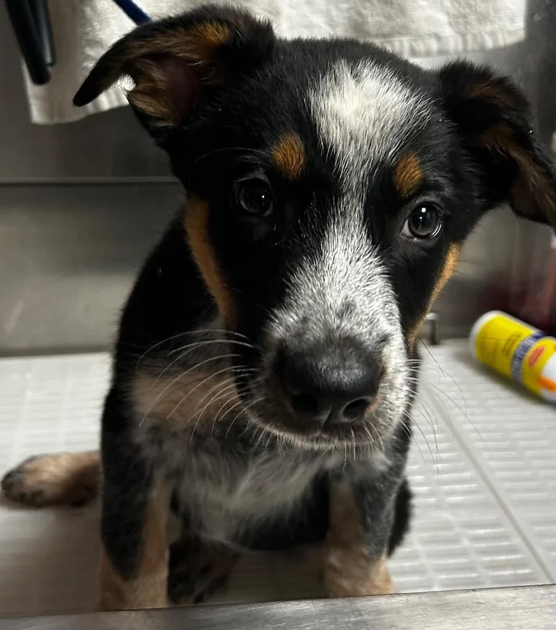 A baby medium-sized male Cattle Dog dog named Jessie for adoption in Morgantown, KY