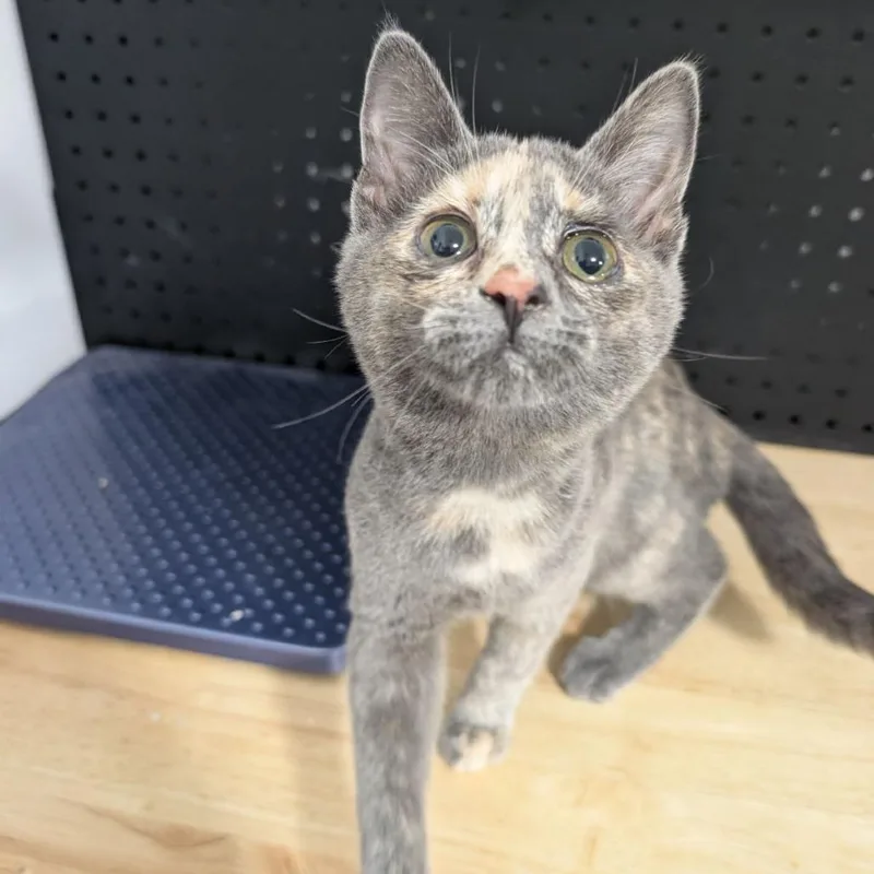 A baby small-sized female Gray / Blue / Silver Domestic Short Hair cat named Pancake for adoption in Anoka, MN