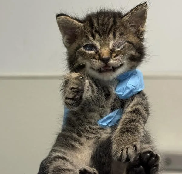 A baby small-sized male Domestic Short Hair cat named Sebastian for adoption in San Diego, CA