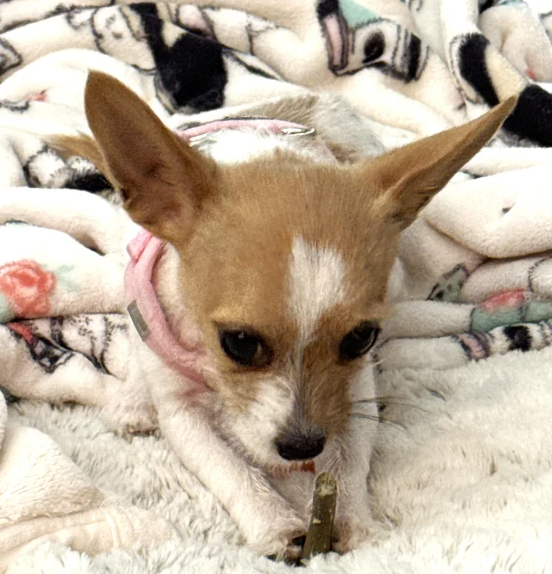 A baby small-sized female Chihuahua dog named Poppy for adoption in Palatine, IL