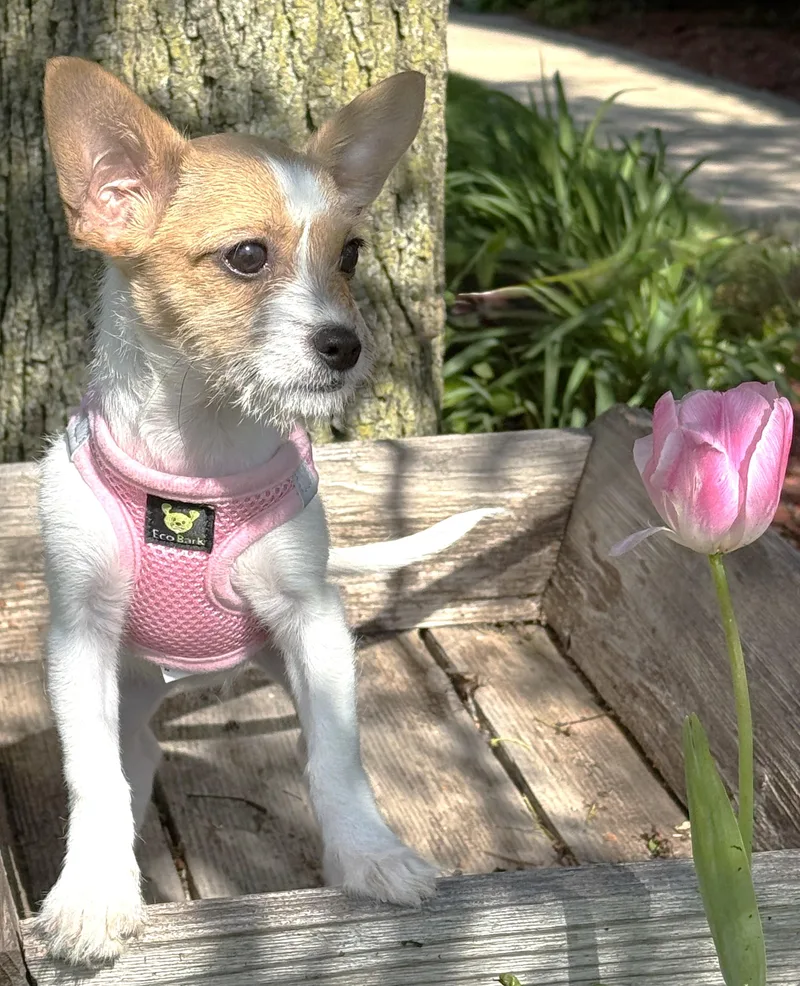 Poppy thumbnail 2