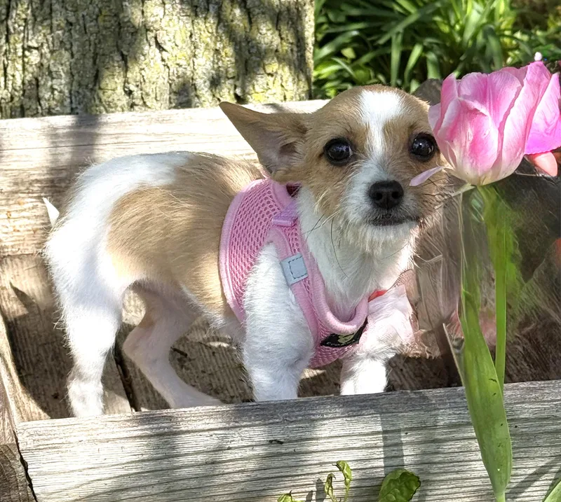 Poppy thumbnail 6