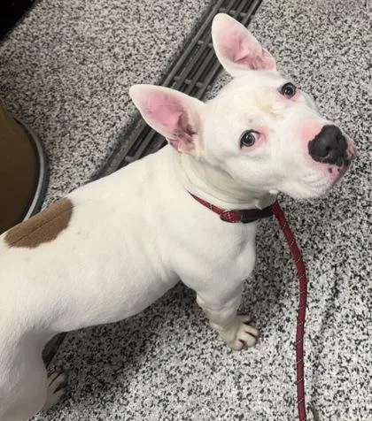 An adult large-sized female Mixed Breed dog named Nala for adoption in West Chester, PA