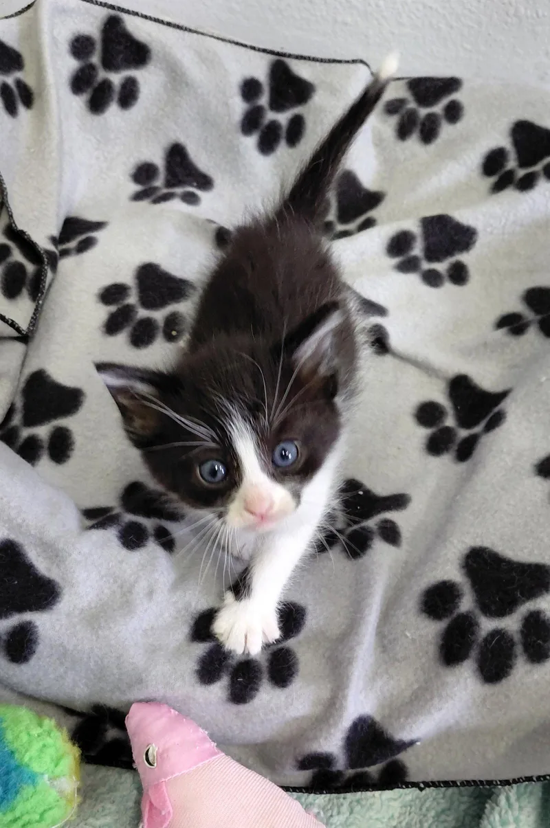 A baby medium-sized male Black & White / Tuxedo Domestic Short Hair cat named Oslo for adoption in Montello, WI