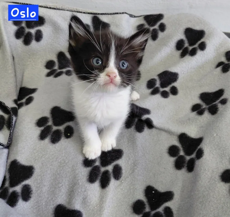 Oslo thumbnail 2