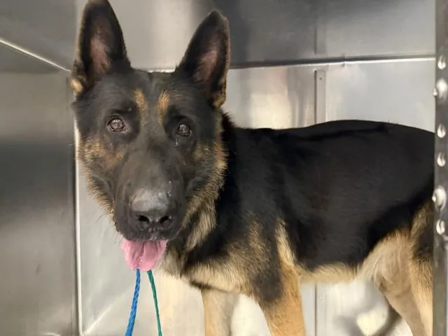 An adult medium-sized male German Shepherd Dog dog named Marky for adoption in Thousand Palms, CA