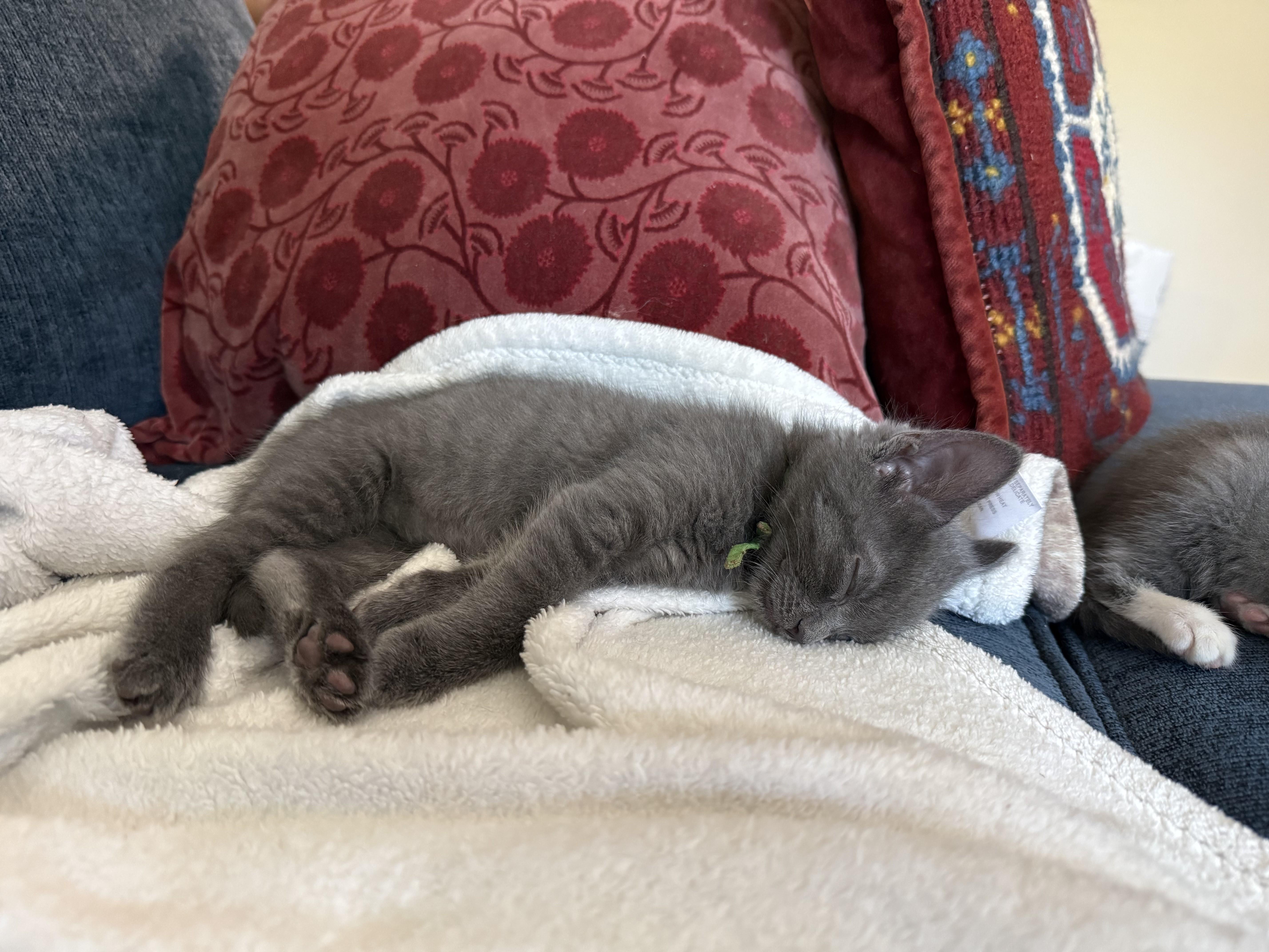 A baby medium-sized male Gray / Blue / Silver Domestic Short Hair cat named Lincolncoming Soon for adoption in Laurel, MD