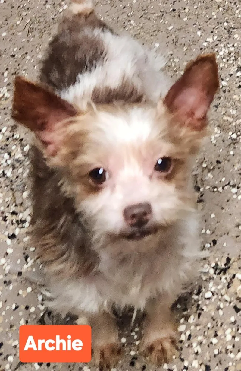 An adult small-sized male Brown / Chocolate Yorkshire Terrier dog named Archie for adoption in Smithfield, PA