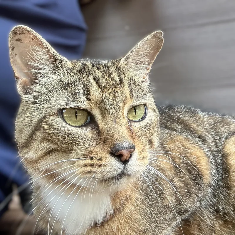 An adult medium-sized male Tabby (Brown / Chocolate) Domestic Short Hair cat named Bruce for adoption in Columbia, MD