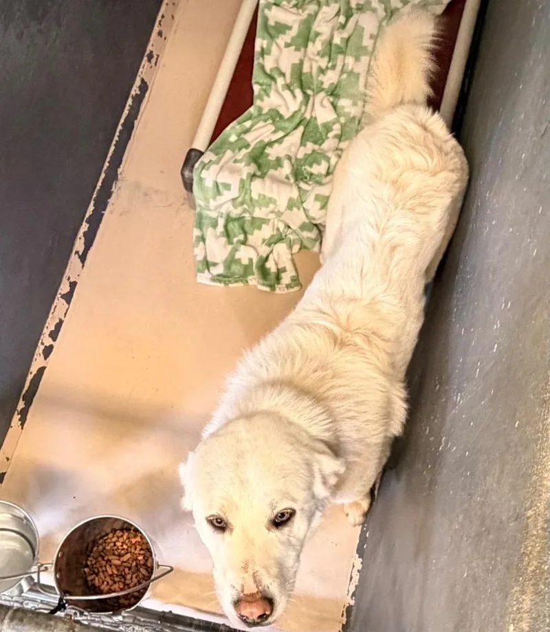 A young large-sized male Great Pyrenees dog named Flurry for adoption in Mineral, VA