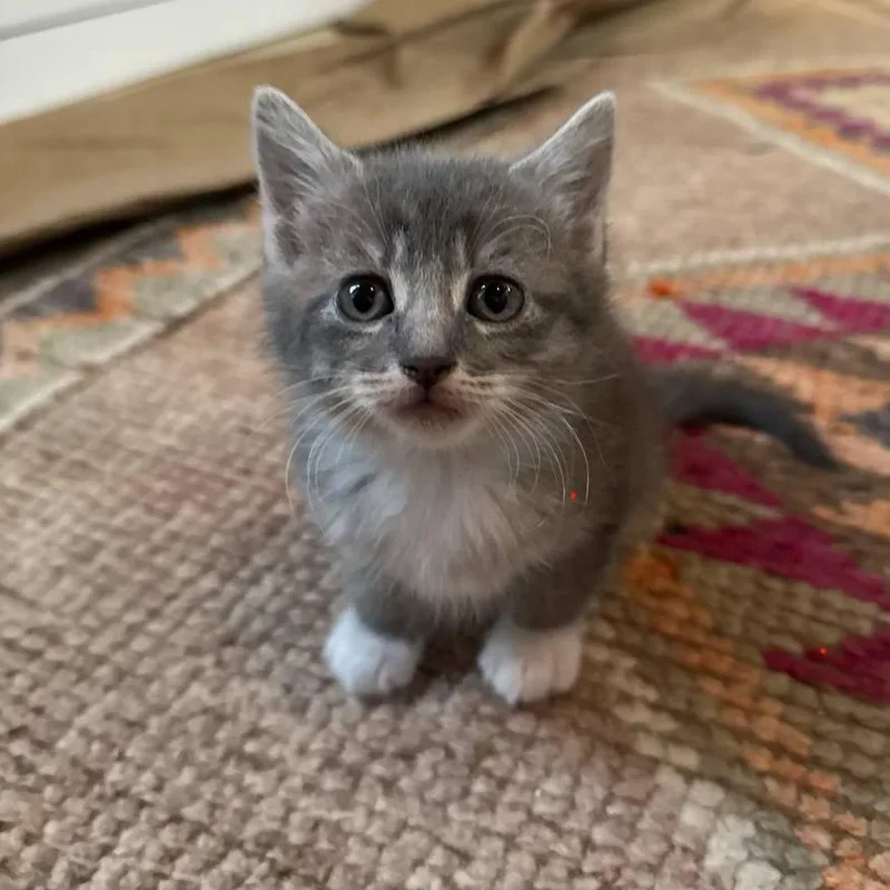 A baby small-sized female Gray / Blue / Silver Domestic Medium Hair cat named Sweettart for adoption in New Orleans, LA