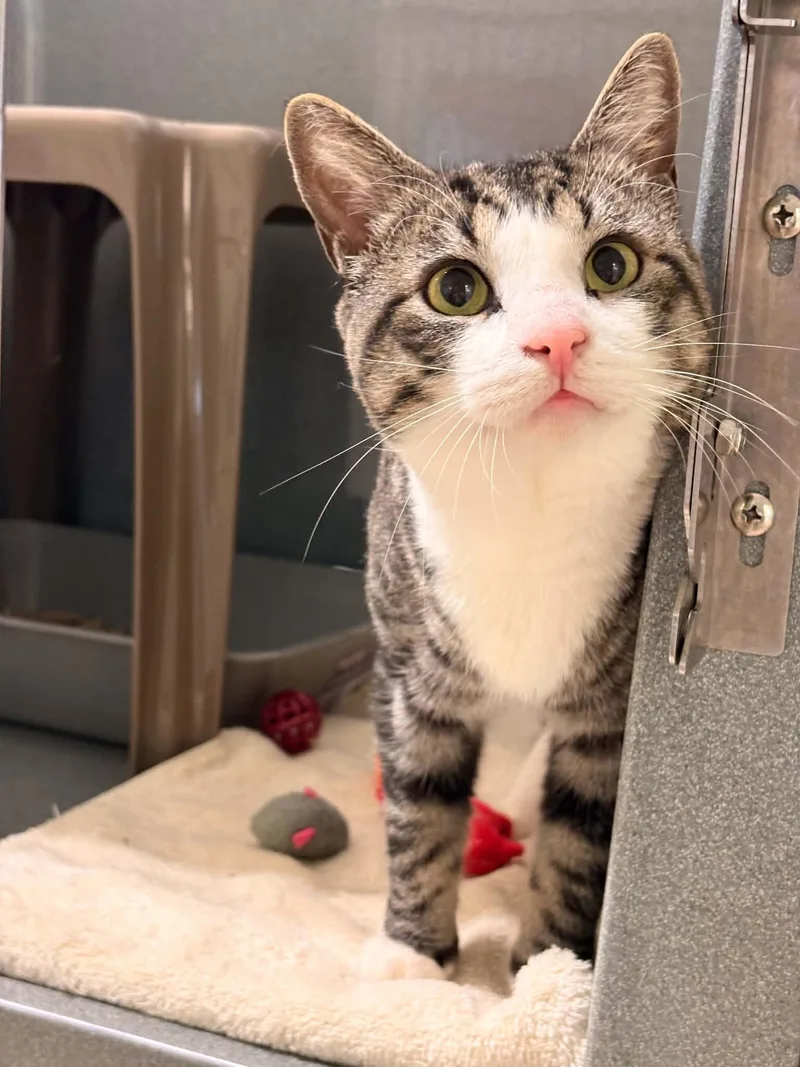 An adult medium-sized male Domestic Short Hair cat named Fluffanutter for adoption in Paris, ME
