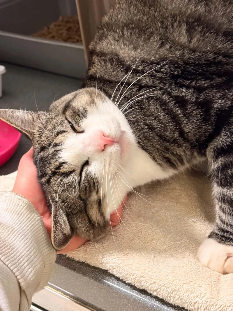 Fluffanutter thumbnail 2