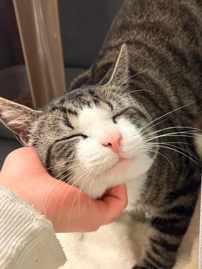 Fluffanutter thumbnail 3