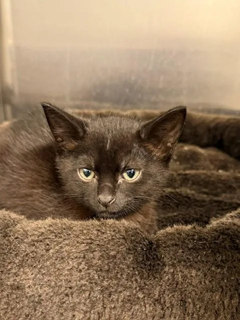 A baby small-sized male Domestic Short Hair cat named Ash for adoption in Tallahassee, FL