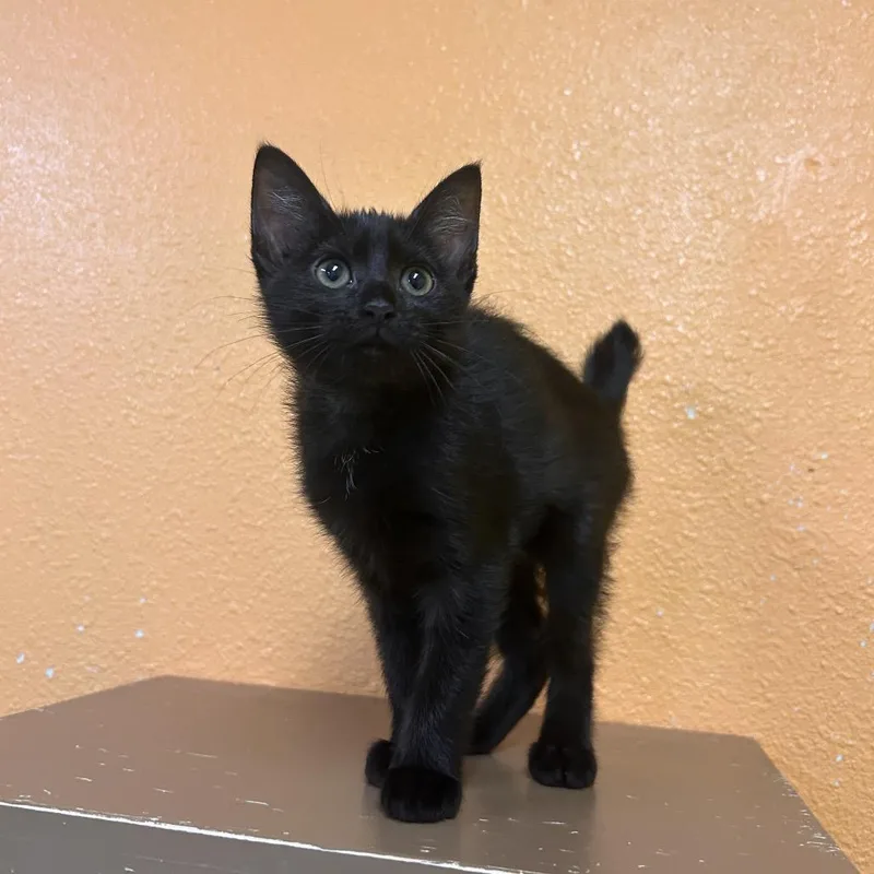 A baby small-sized female Black Domestic Short Hair cat named Monica for adoption in Fresno, CA